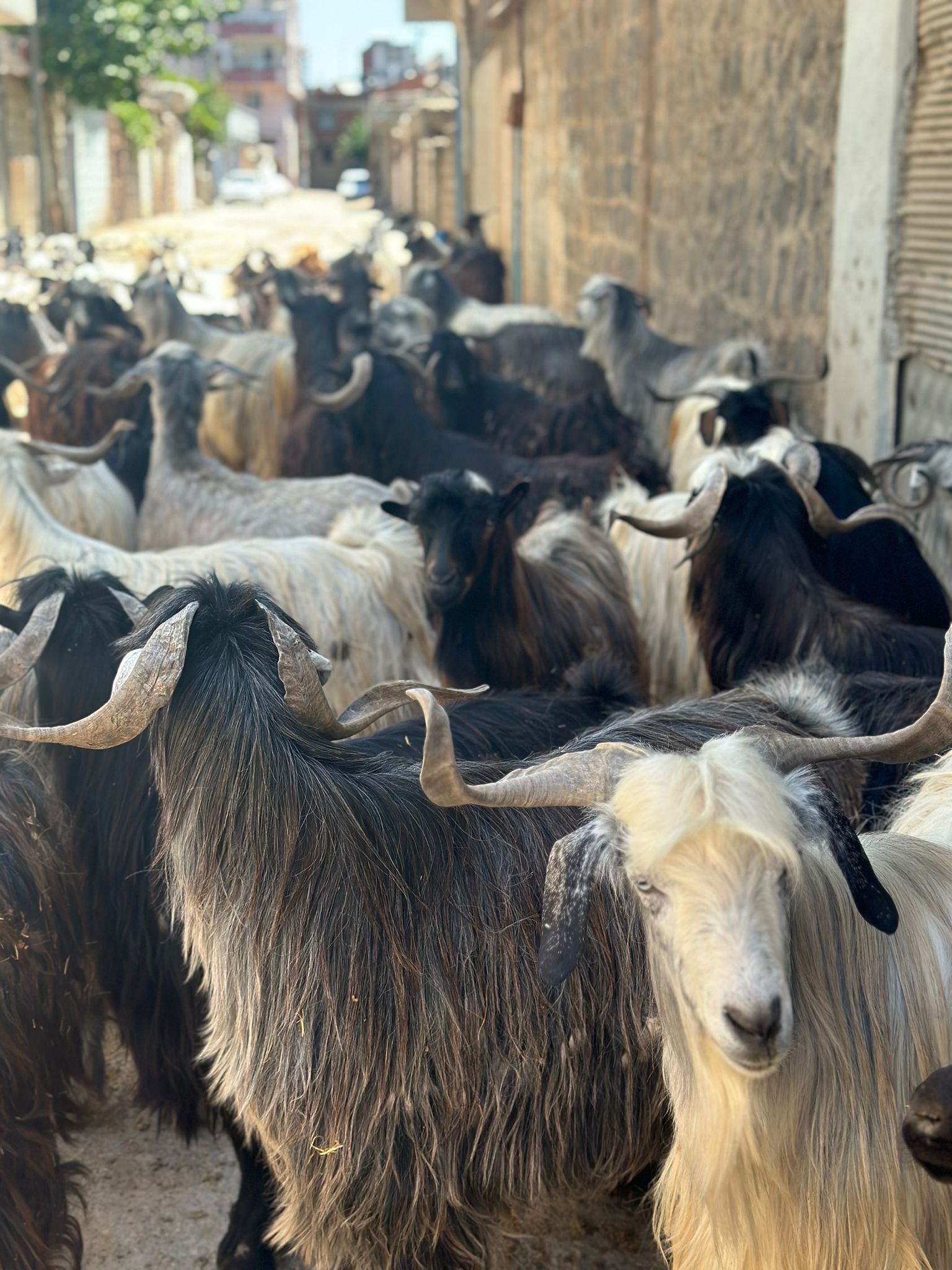 مزرعة المواسم الاربعة افضل مزرعة لتجارة المواشي انطاليا 